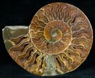 Split Ammonite Fossil (Half) #6891-1